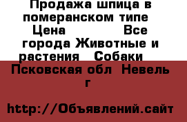 Продажа шпица в померанском типе › Цена ­ 20 000 - Все города Животные и растения » Собаки   . Псковская обл.,Невель г.
